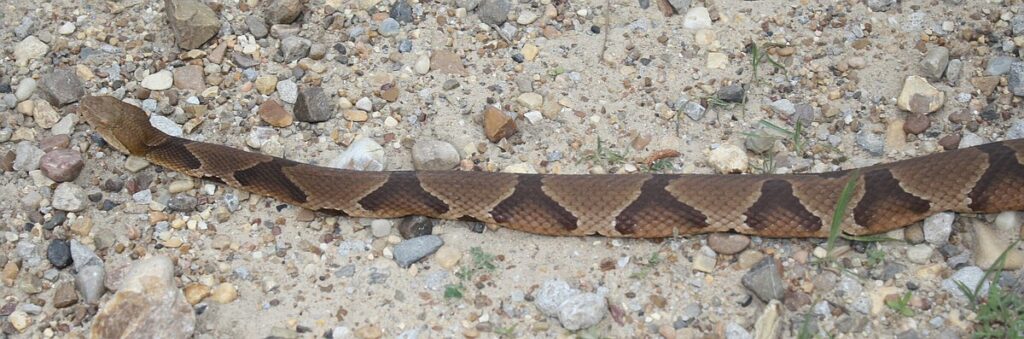 Arkansas Outdoors: Right gear essential for turkey hunting