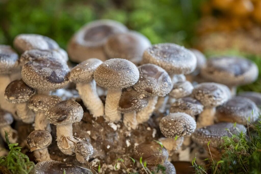 New Swiss Food regulations for 2026 - GMOs, contaminants, pesticides and mushrooms