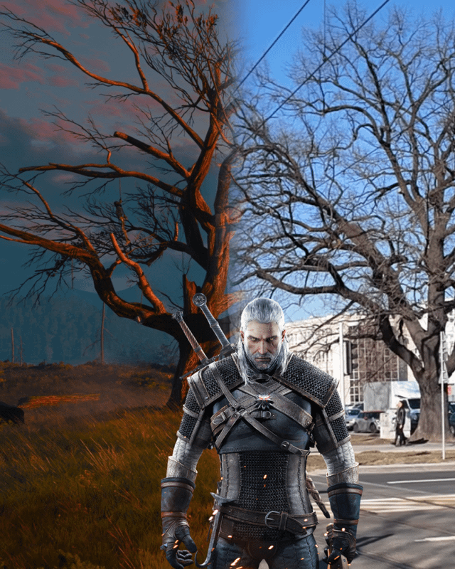 The Geralt oak became a natural monument
