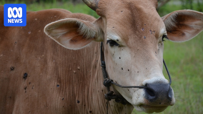Cape York and Port Hedland flagged as Australia's highest risk entry points for lumpy skin disease