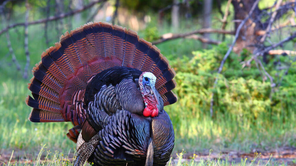 Iowa DNR to Offer Turkey Hunting Workshops Across the State