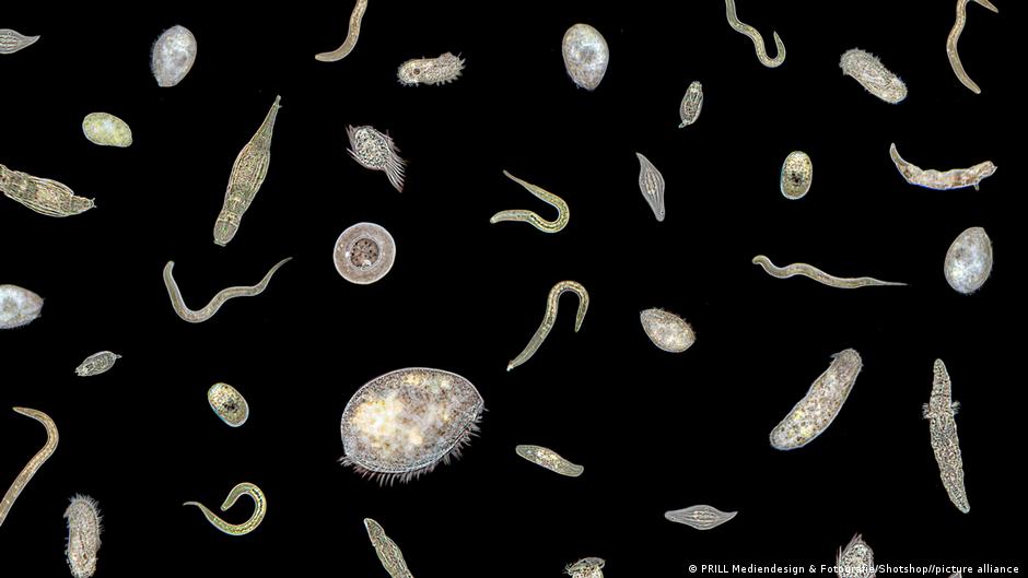 Invisible fungi in Swiss streams have hidden superpowers