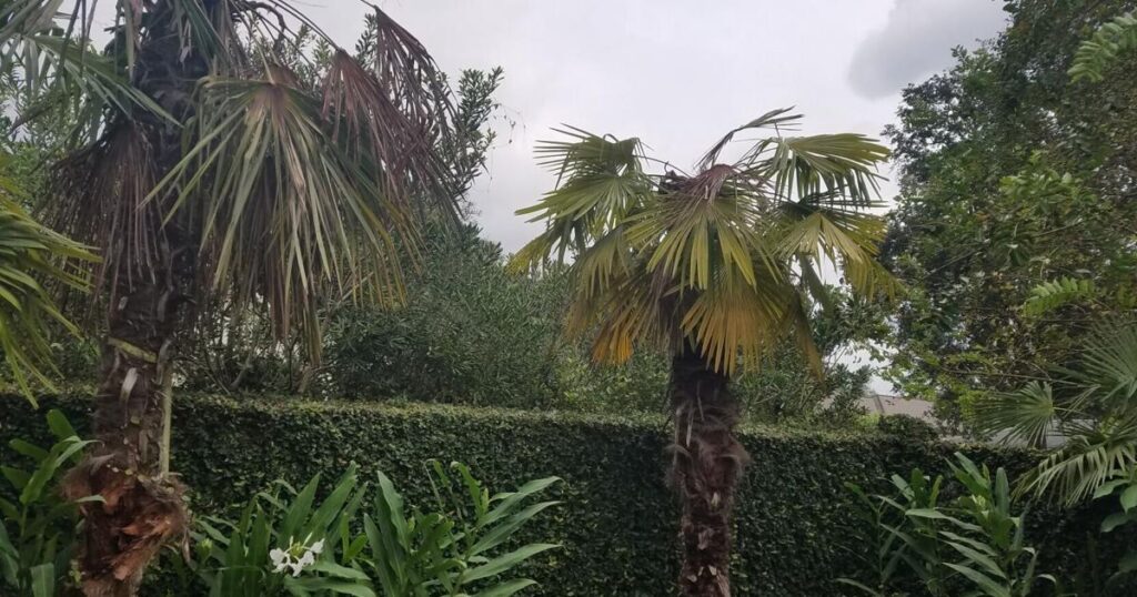 Freeze damage can mimic disease symptoms in palms | Entertainment/Life