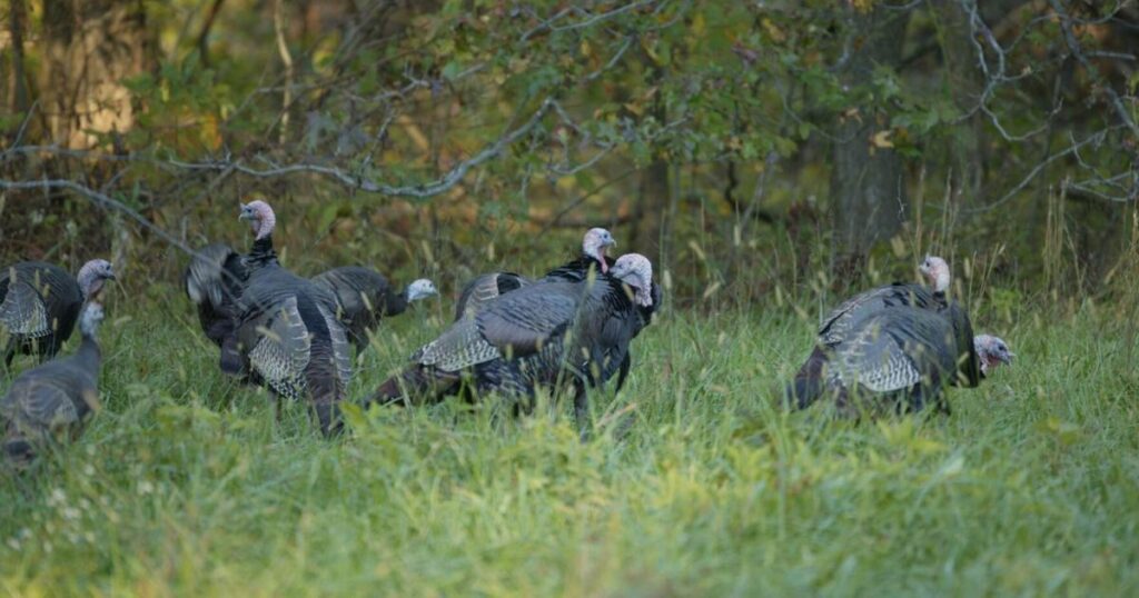 Grundy Co. Hunters Harvested Fewer Turkeys This Past Season