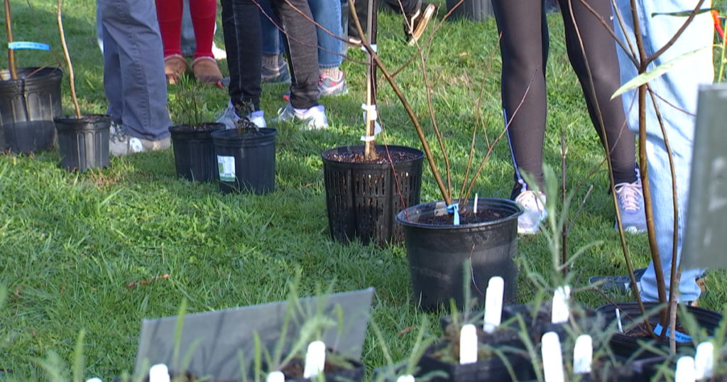 Free Trees for EPB Customers & Chattanooga Residents | Local News