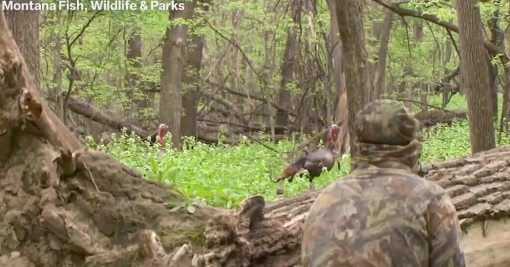 Montana spring turkey hunting season kicks off April 15 | State