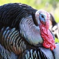 Healthy population of turkeys for spring hunting season | News