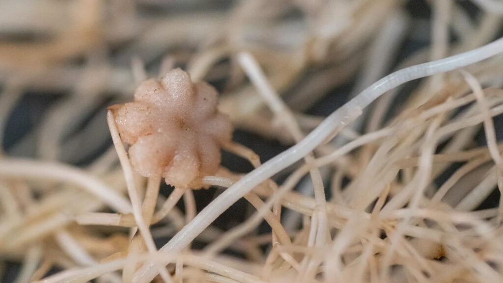 "Chickpeas can grow in moon dirt and make seeds".With help from compost and symbiotic fungi, chickpea plants grow and produce seeds in simulated lunar soil.