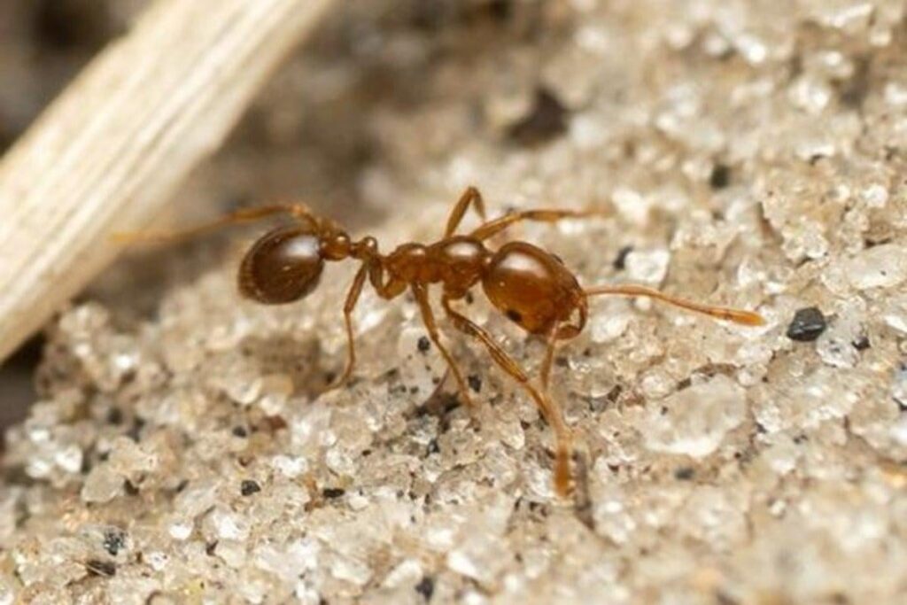 Invasive fire ant nest found in Queensland’s World Heritage-listed rainforest