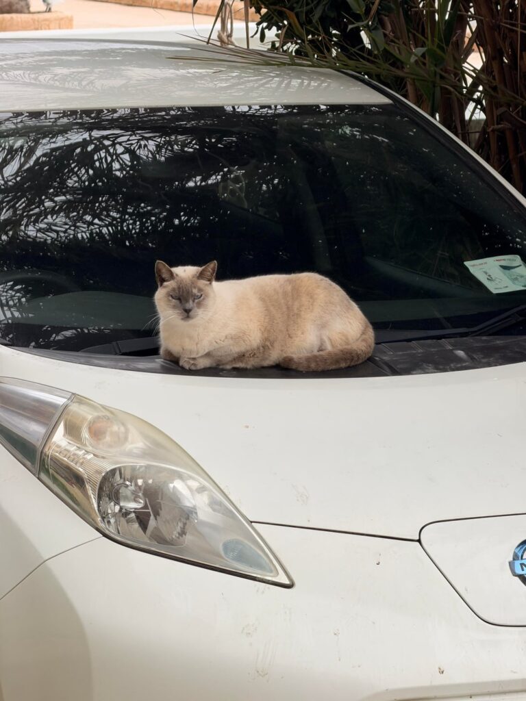 Parking ticket (humour)