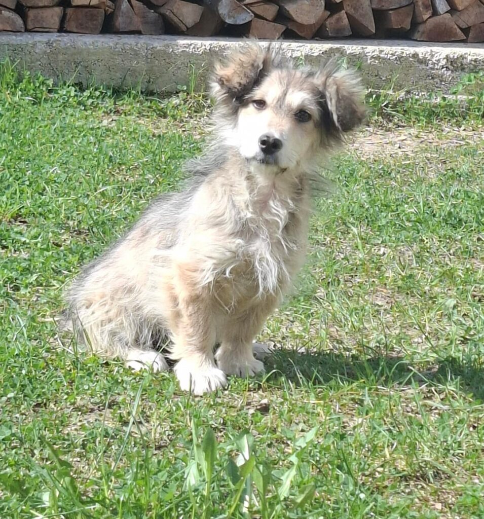 The dog is looking for a home 💔