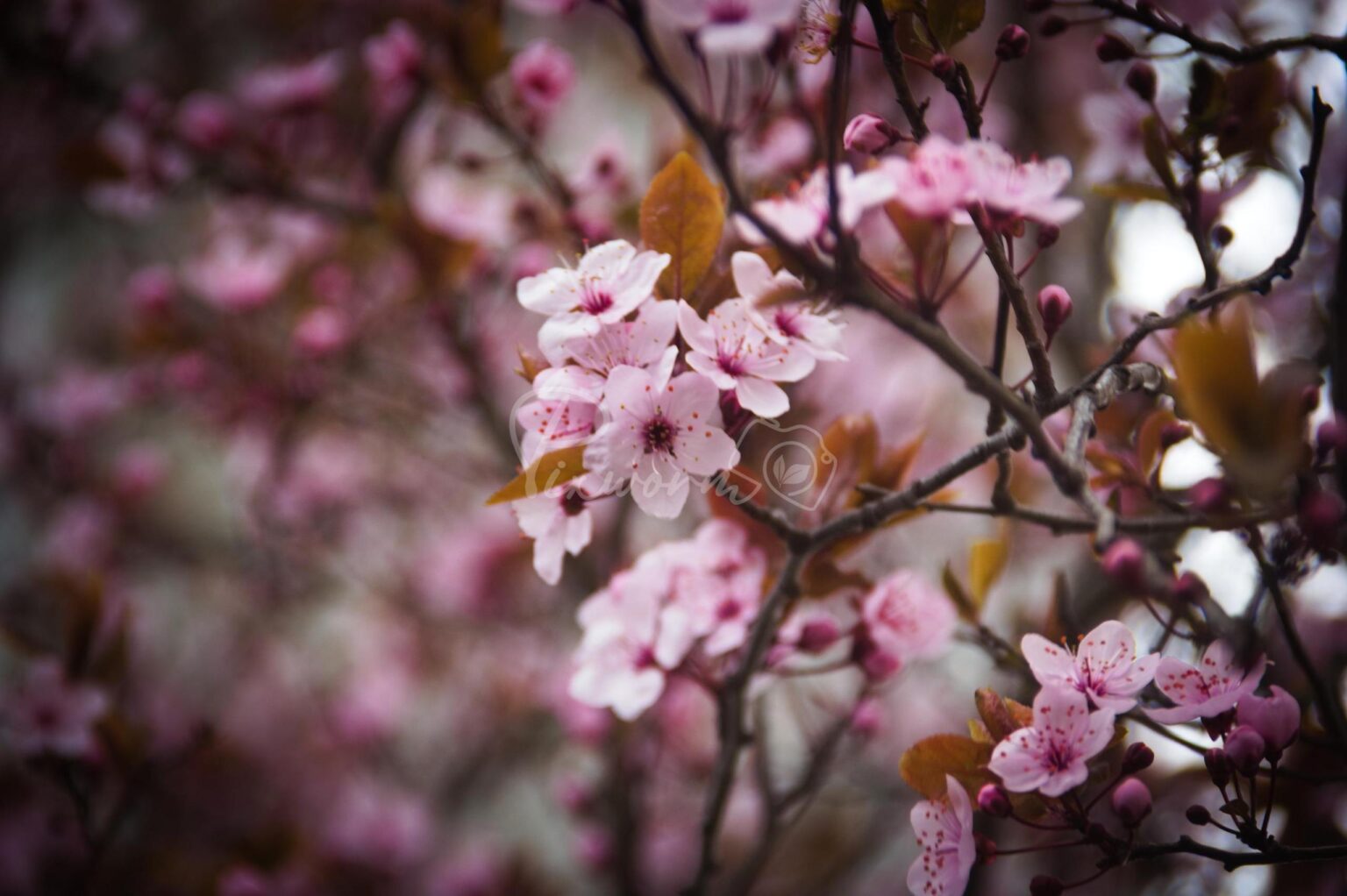 and it started to bloom