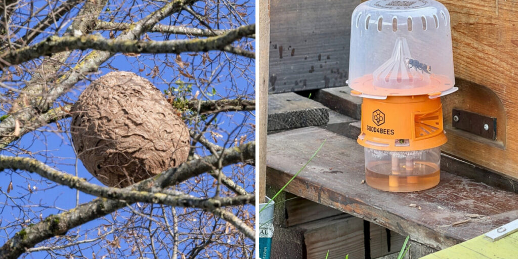 Install Asian hornet traps in France to prevent 2026 invasion