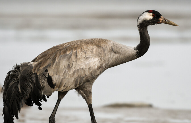 Changing climate altering Estonia's crane migration patterns | News