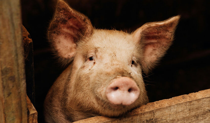 Moldovan pig farmers