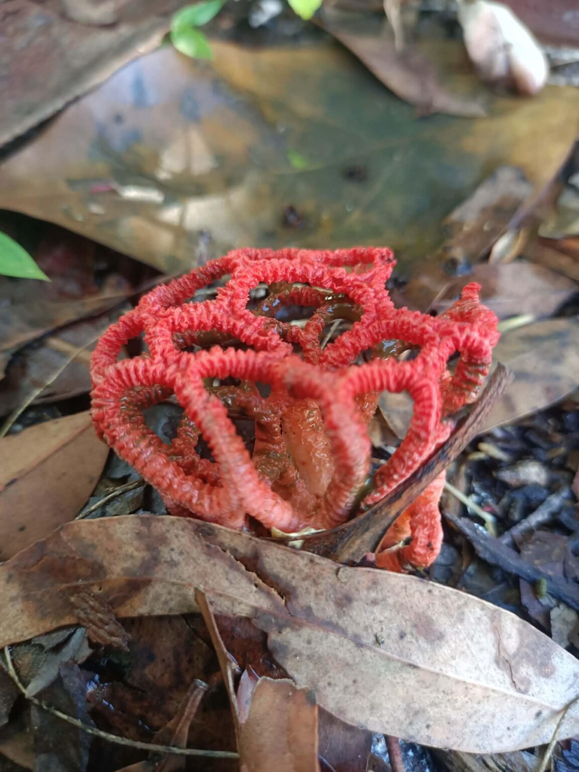 Mushroom?
