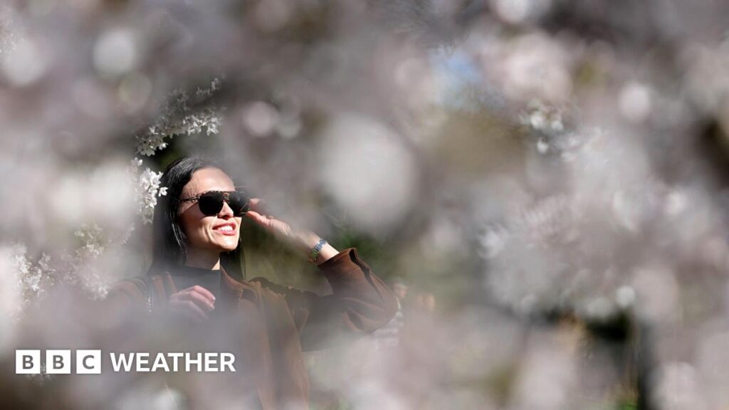UK weather: Warm settled weather set to continue into the weekend A woman views cherry blossoms at Regent's Park in London, UK