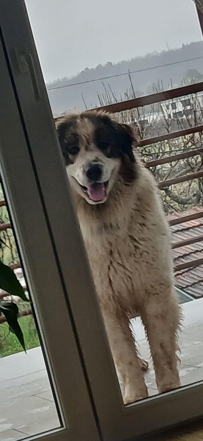 Tornjak bleating on the terrace