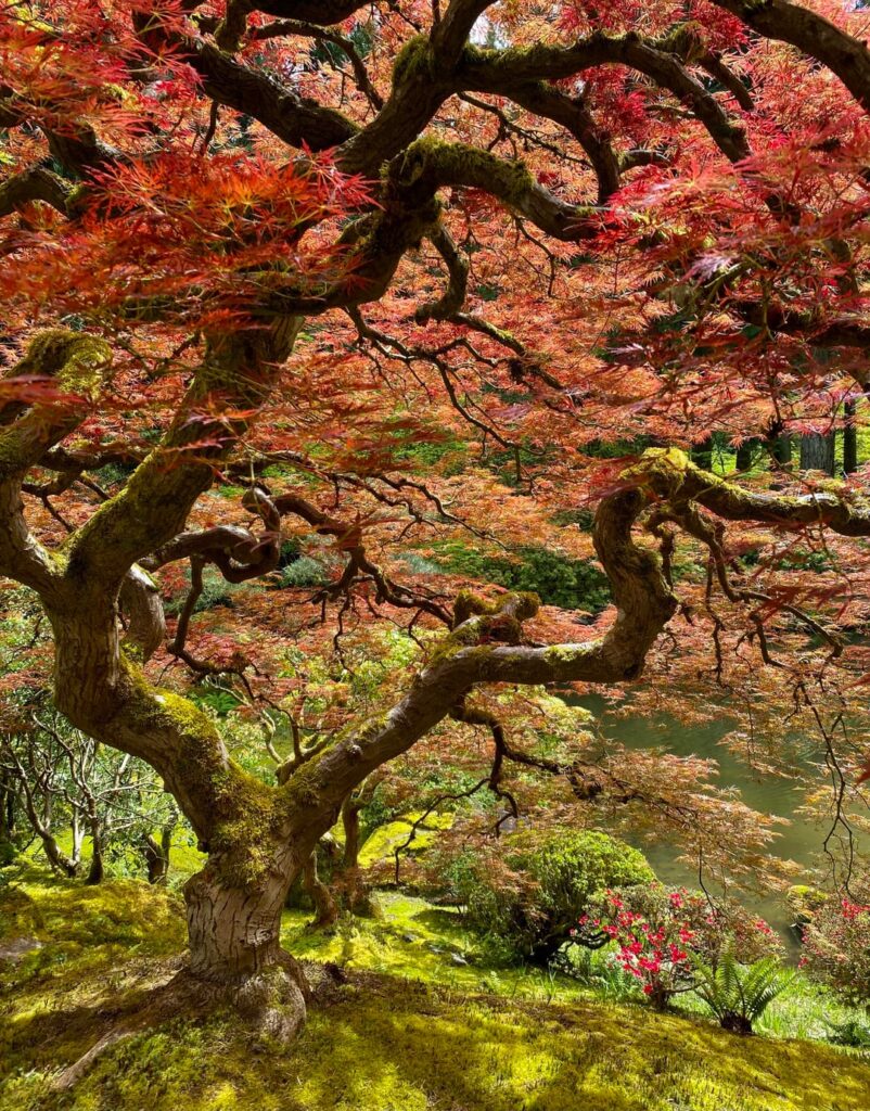 Portland Japanese Gardens