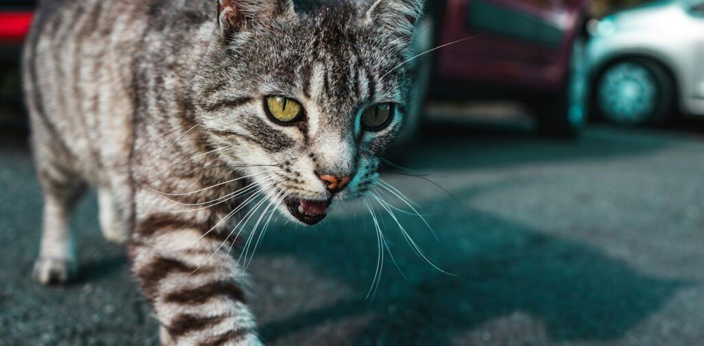 Your cat is likely to live longer if you don’t let them roam