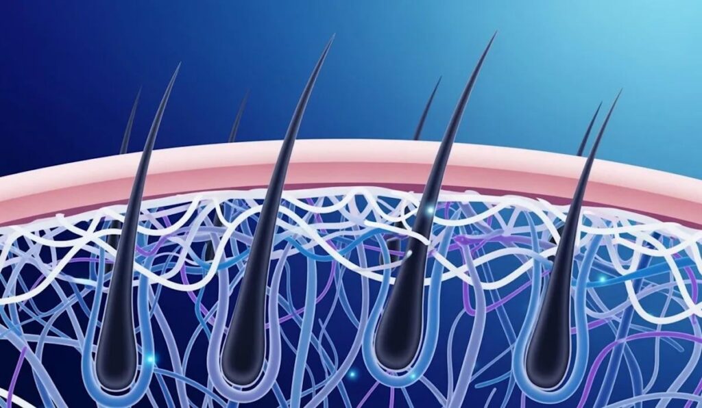 Scientists Grew Working Hair Follicles in a Lab