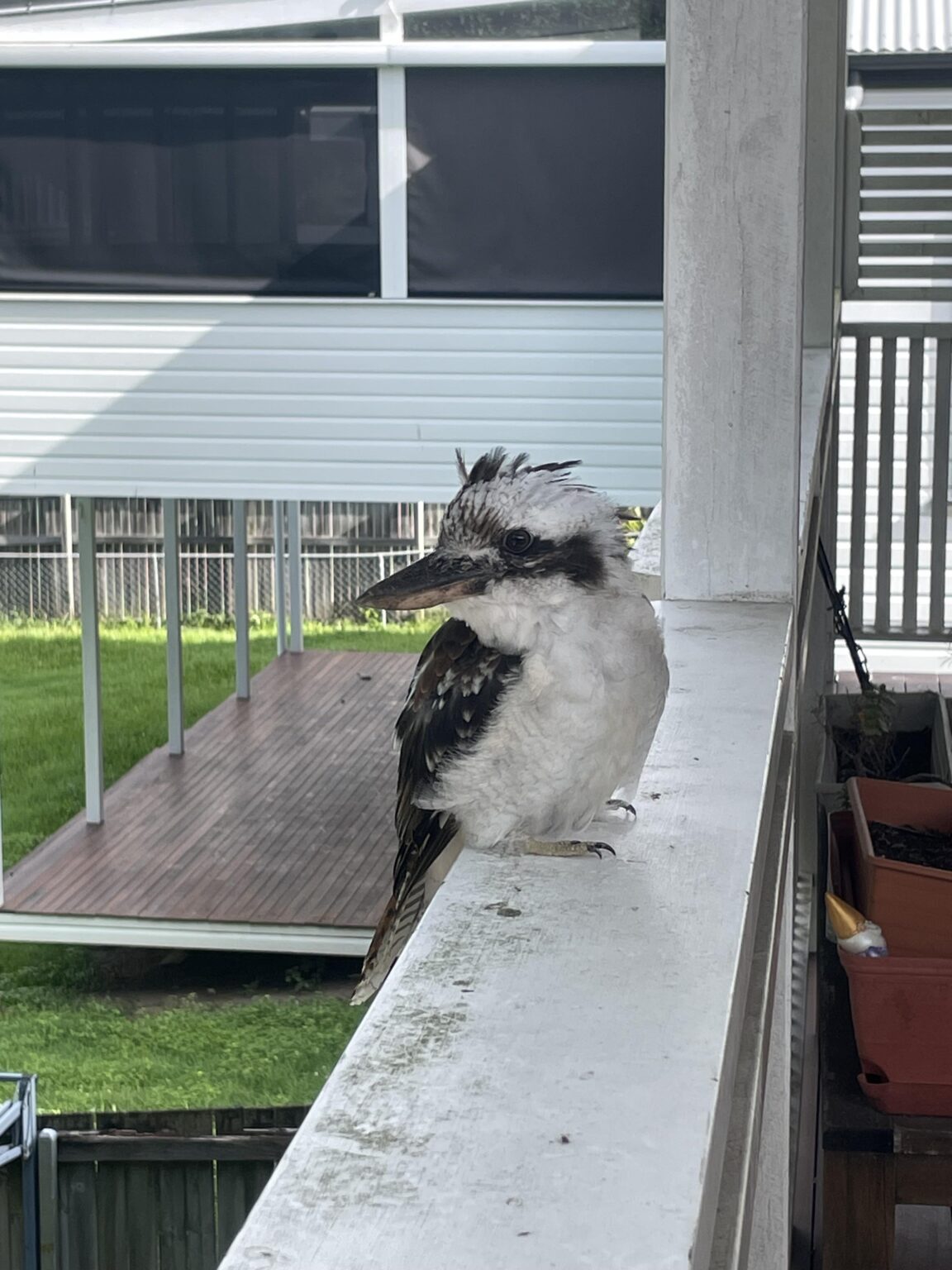 Feathery visitor