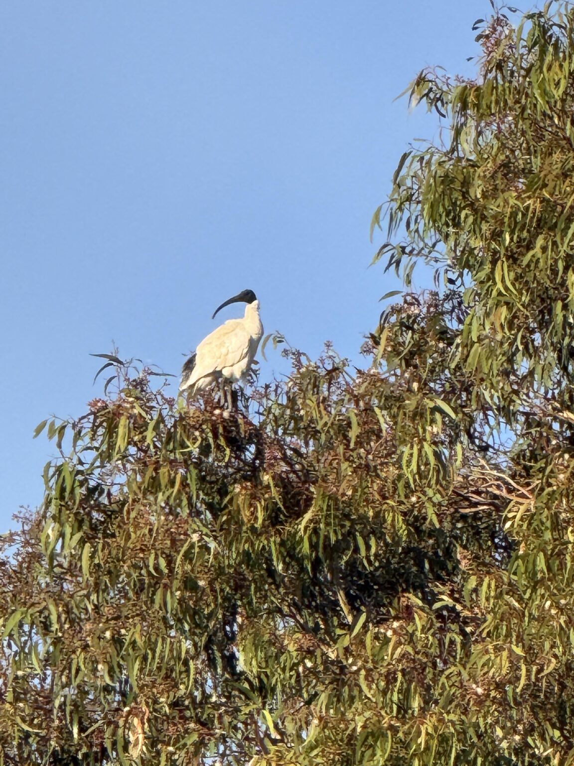 White Ibis surveying the neighborhood from the top of a Eucalyptus tree.