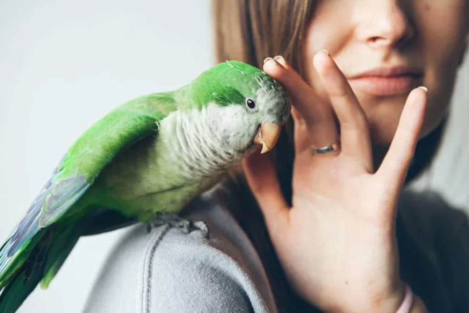 Close-up of friendly and cute Monk Parakeet. Green Quaker parrot is sitting on woman shoulder. Woman is petting parrot.