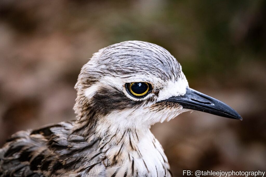 A curlew and kookaburra on Coochiemudlo Island