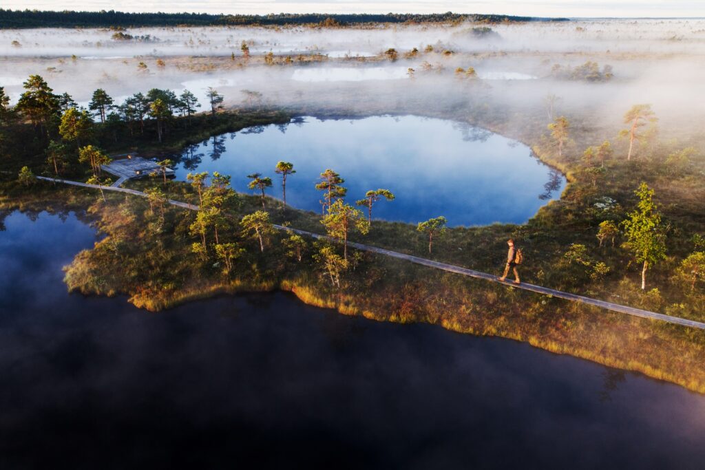 A bog in Estonia. Photo by Karl Ander Adami.
