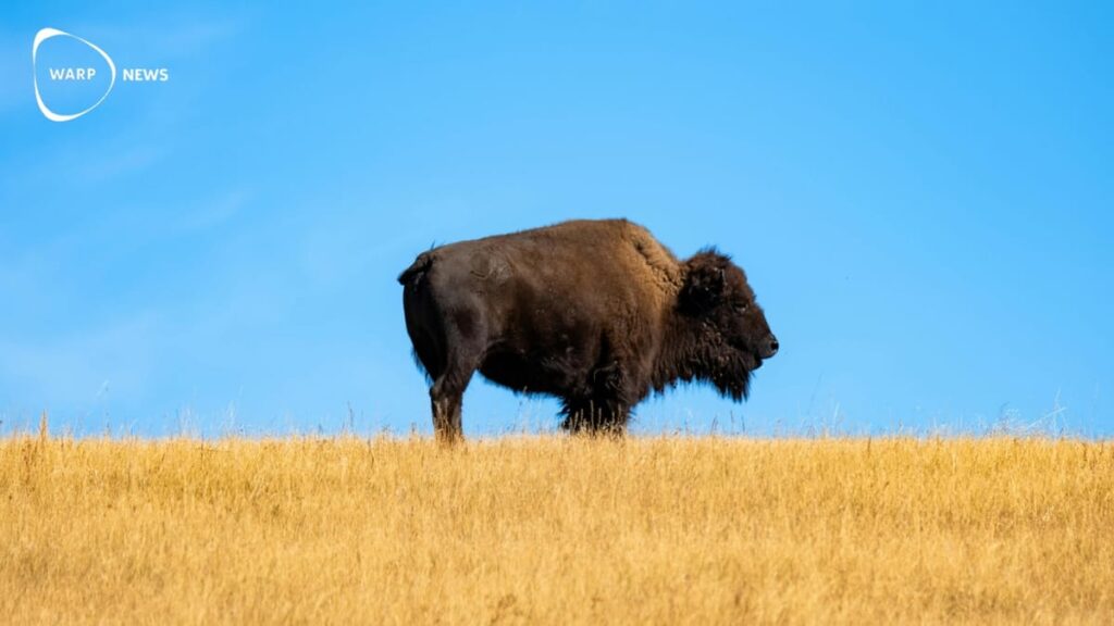 🐂 European bison have increased from 60 to 9,000 – now the species expands in Spain