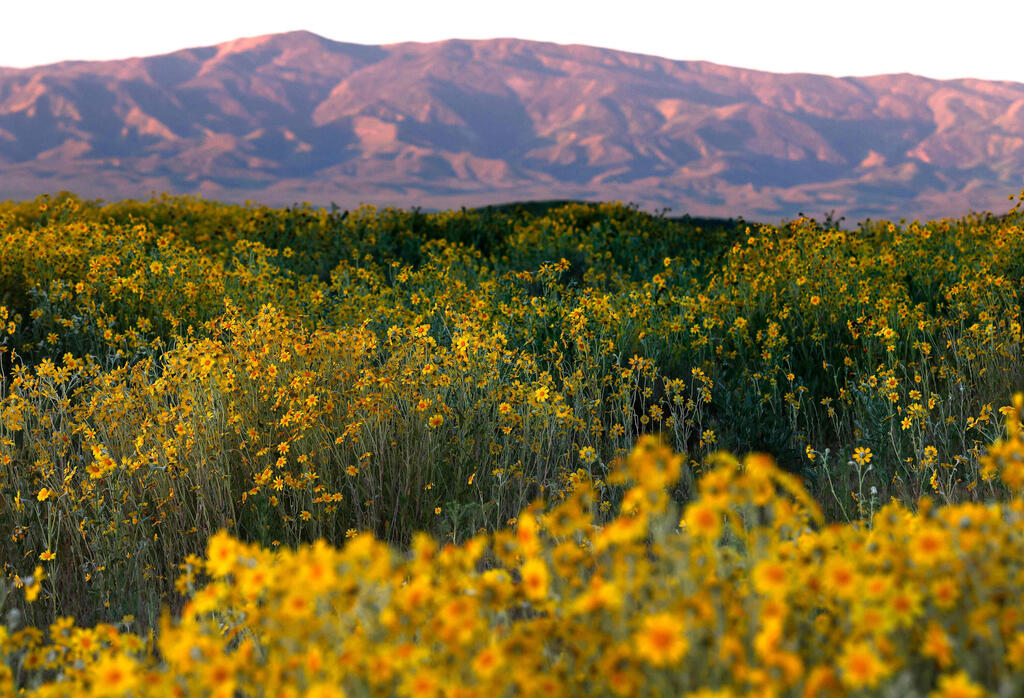 פרחי בר פורחים בשמורת קאריזו פליין בקליפורניה, על רקע אביב צבעוני במיוחד לאחר חורף גשום שסייע לזרעים רדומים לנבוט ולהפוך אזורים צחיחים למרבדי פריחה