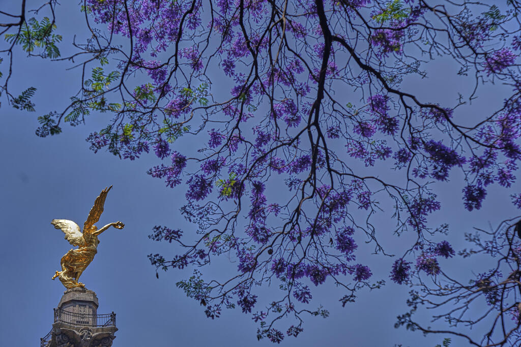 חופת פריחה סגולה של עצי ג׳קרנדה משתרעת מעל שדרת פאסאו דה לה רפורמה, סמוך לכיכר אנדרטת מלאך העצמאות במקסיקו סיטי