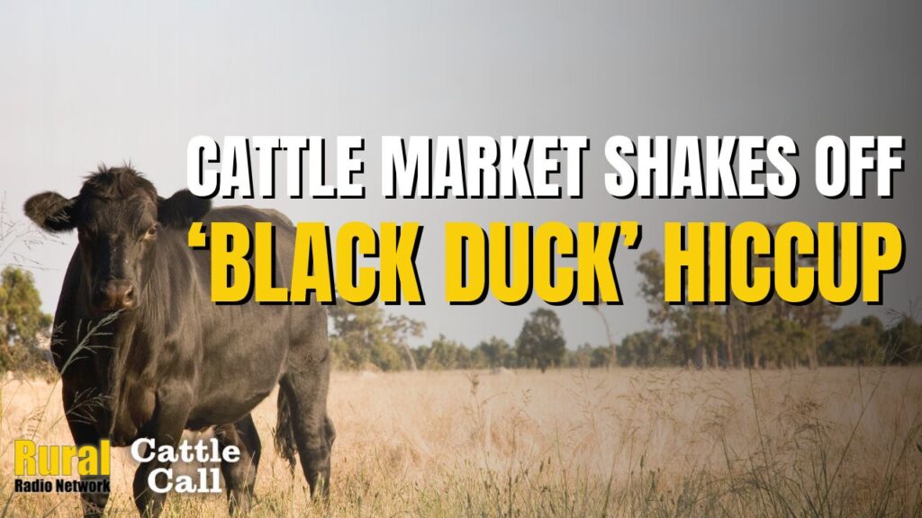 Cattle Call: Market shakes off “Black Duck” hiccup amid geopolitical tensions