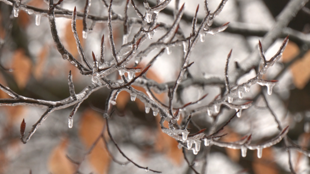 Overnight freezing rain brings down trees and utility poles, Greece residents share experiences