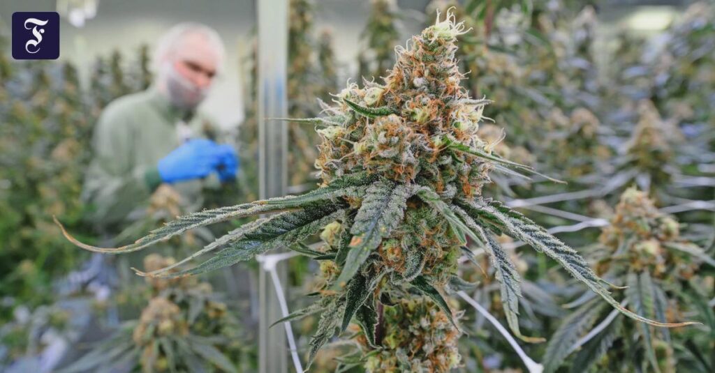 "The pharmacists are crass. And legal" - The partial legalization of cannabis was a "shitty law," says Interior Minister Dobrindt. It strengthens organized crime. Not true, says a drug dealer. It's destroying his business. Who is right?