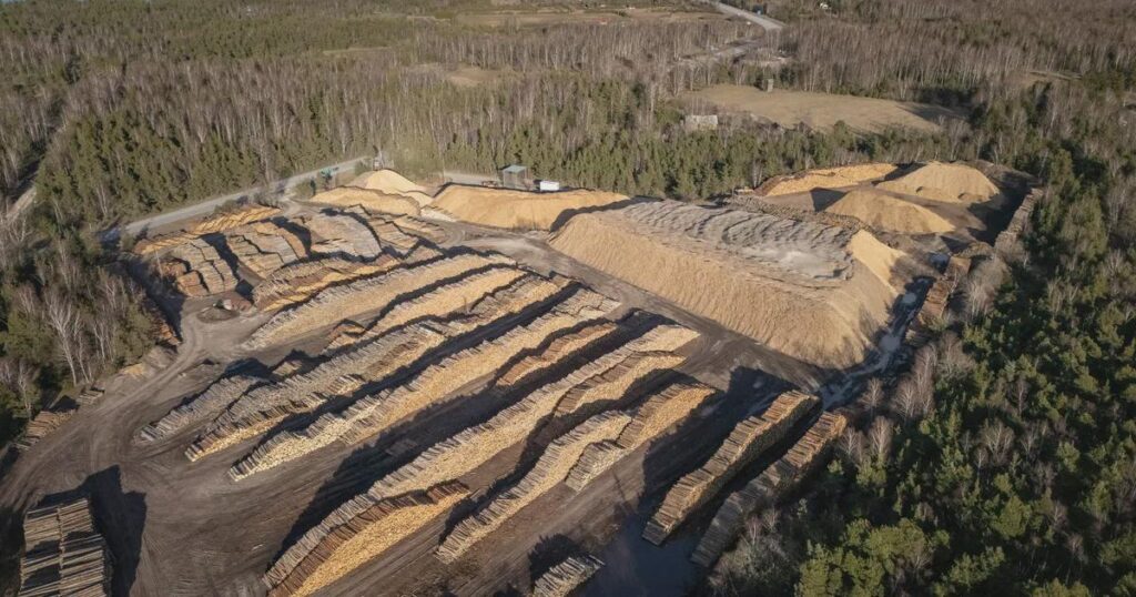 Euroreport: Among the European countries, Estonia has the worst deforestation
