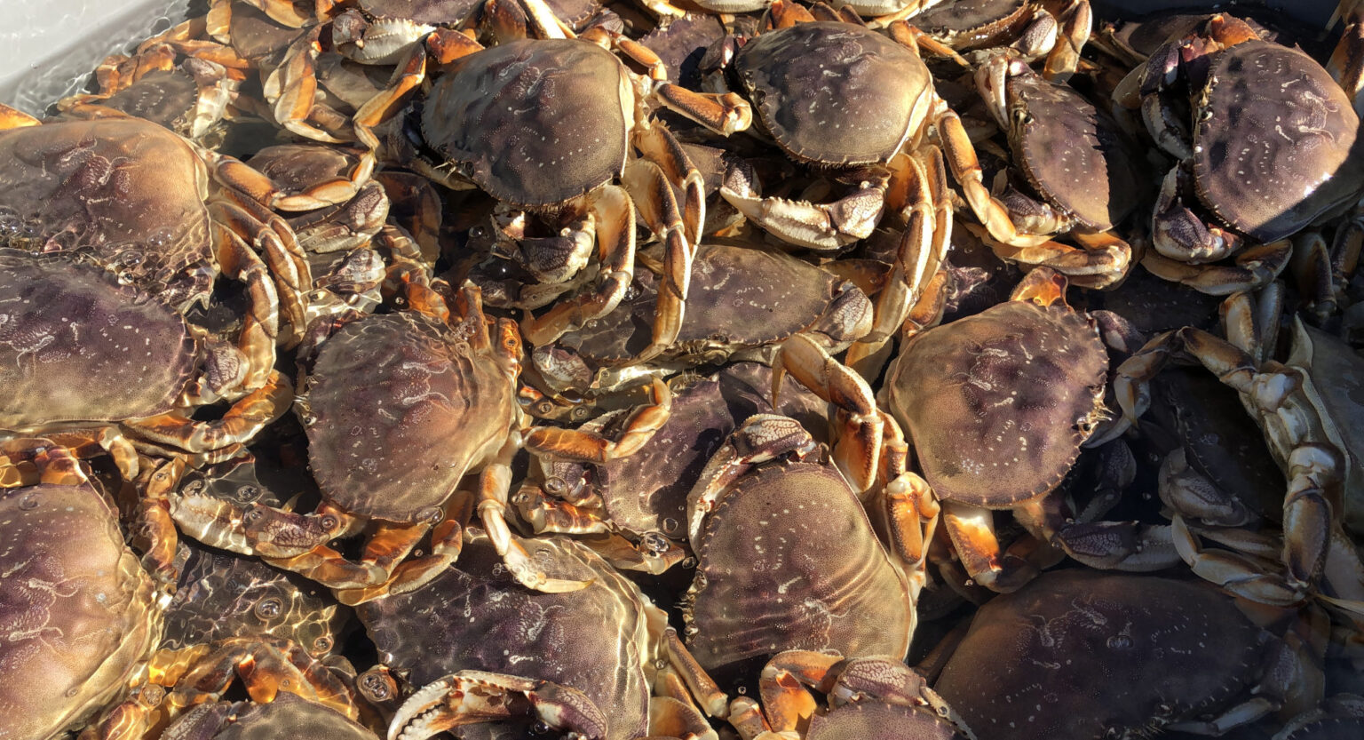 Canada probes viral video of possibly illegal Dungy crab catch in BC Canada probes viral video of possibly illegal Dungy crab catch in BC