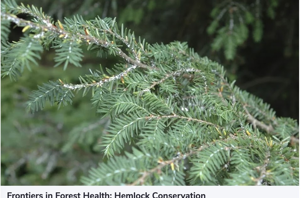 Penn State Extension Hosts May 5 Frontiers In Forest Health Webinar On Hemlock Conservation