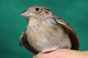 An endangered Florida grasshopper sparrow prior to being released back into the wild. (Credit: Karen Parker/Florida Fish and Wildlife Conservation Commission)