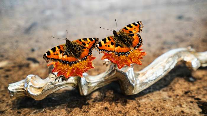 Denmark is set to explore if gastronomy can be recognized as an art form
