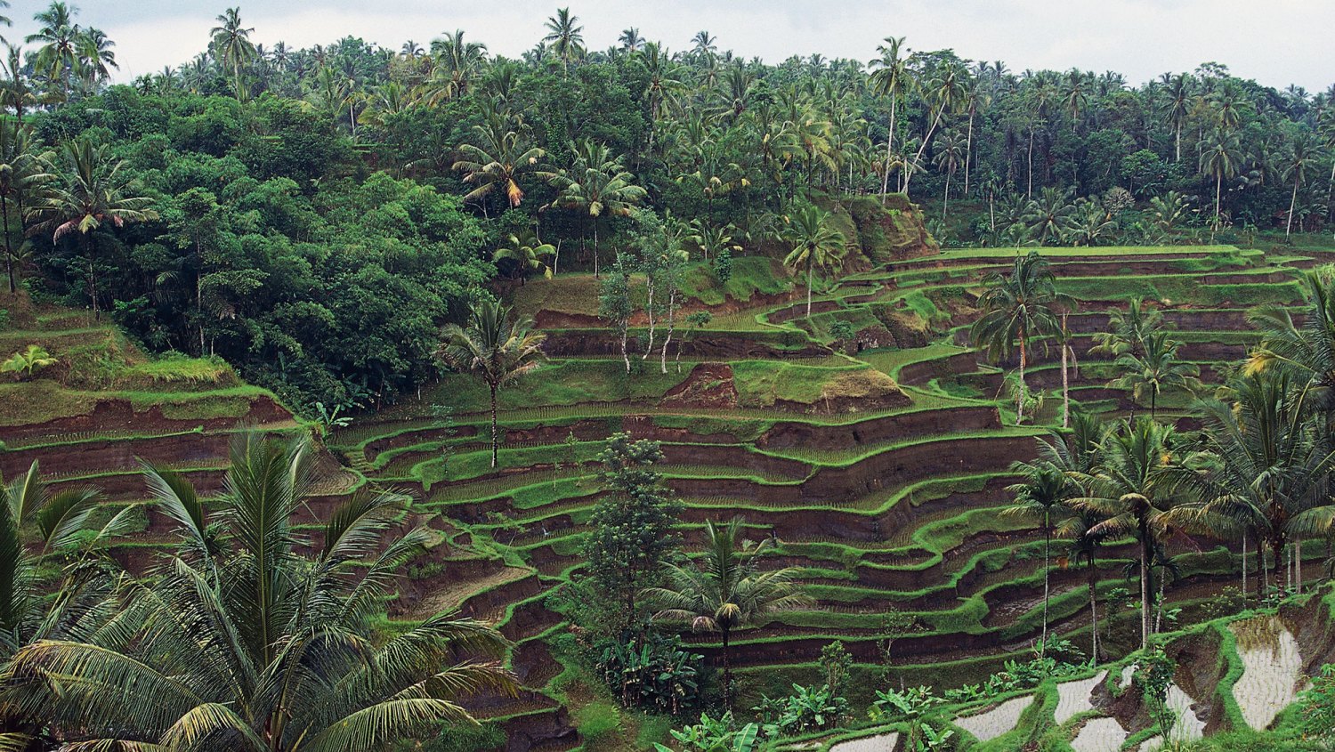 Rice terraces near Tegalalang, Bali, Indonesia INDONESIA - CIRCA 2003: Rice terraces near Tegalalang, Bali, Indonesia.