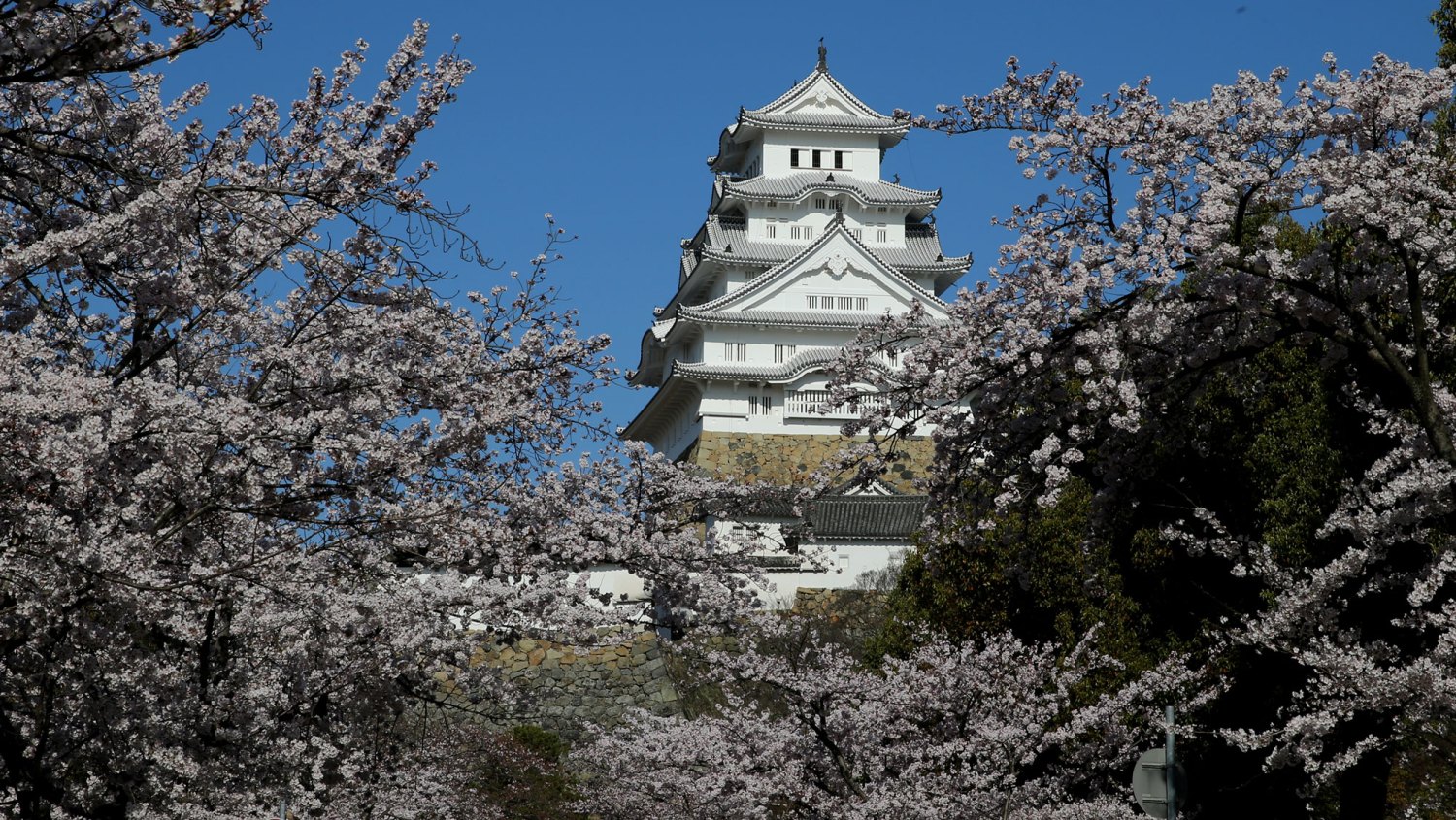 Shogun Filming Location-The newly open main tower of Himeji Castle is seen through the cherry blossoms on April 2, 2015 in Himeji, Japan. The Cherry blossom season begins in Okinawa in January and moves north through Feburary peaking in Kyoto and Tokyo at the end of March and lasting just over a week.