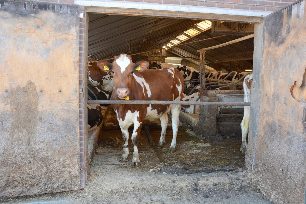 FMD hits Greece for the first time in 25 years