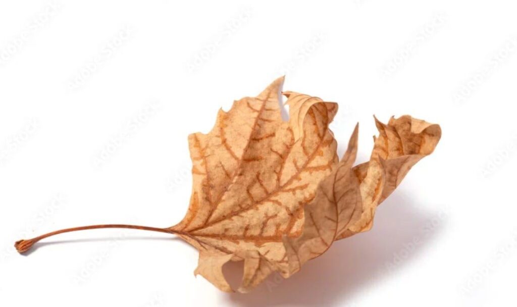 Counting the cuts: Mark Carney's attacks on Canada's public service should concern all Canadians.