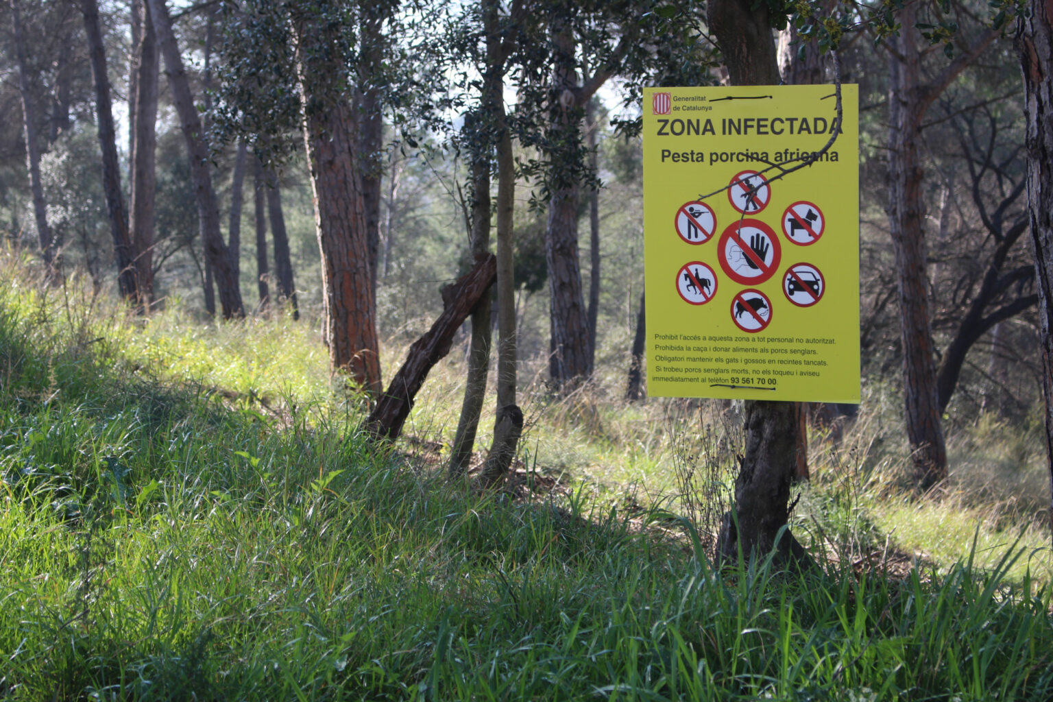 ASF Spain: Outbreaks in wild boar enter Barcelona