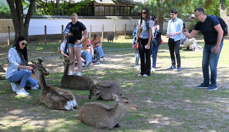 Nara-ken government employees overwhelmed by increasing complaints regarding deer