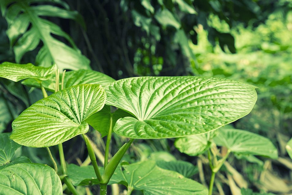 Kava Progress, Science, and the Path Forward