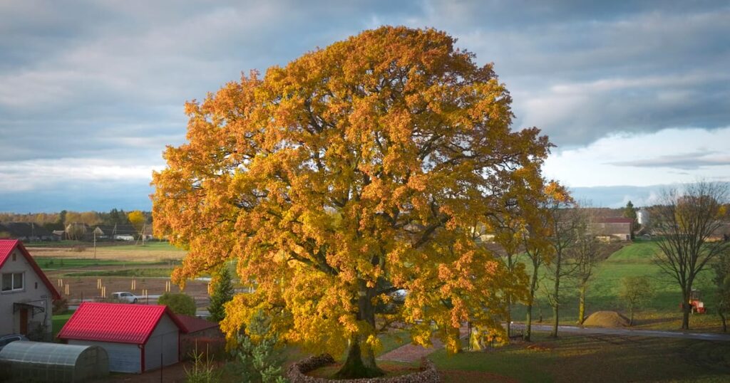 Lithuanian oak defeats Polish elm in Eurovision of trees – POLITICO Lithuanian oak defeats Polish elm in Eurovision of trees – POLITICO