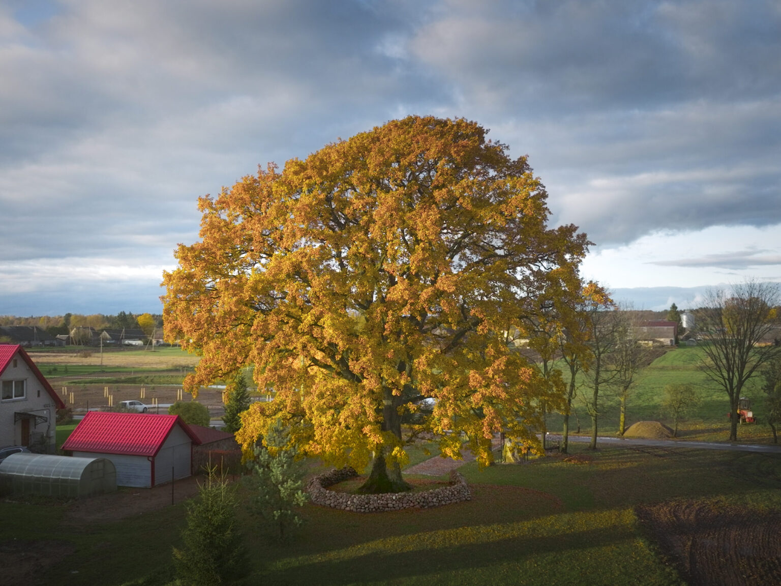 Lithuania’s Oak of Laukiai wins 2026 European Tree of the Year parallax background